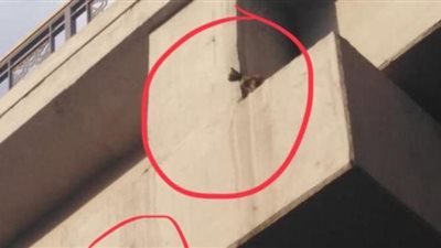 الإنسانية في أبهى صورها.. النقيب أحمد عيسوي ينقذ قطة من الموت