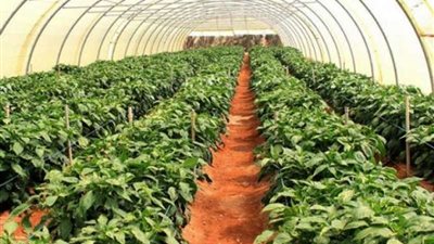 5 اختصاصات لهيئة الزراعة العضوية وفقاً للقانون.. اعرف التفاصيل