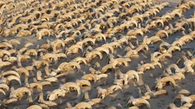 اكتشاف كنز جديد في صعيد مصر.. ماذا وجدت البعثة الأثرية الأمريكية؟