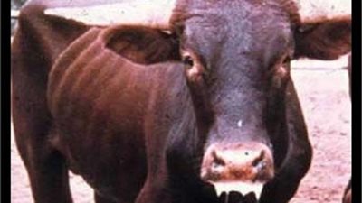 الطب البيطري في بني سويف: تحصين 90 ألف رأس ماشية ضد ”القلاعية والوادي المتصدع”