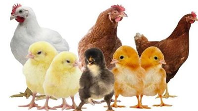 بعد أن وصل لـ19 جنيها  ..انخفاض سعر الكتكوت 10 جنيهات