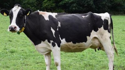 بينهم أكثر من 94 ألف بقرة ... تحصين 106 ألف رأس ماشية ببني سويف