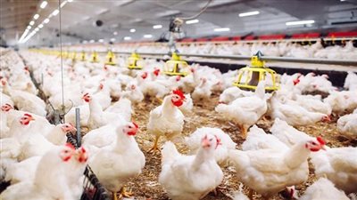 استقرار أسعار الدواجن في الأسواق اليوم