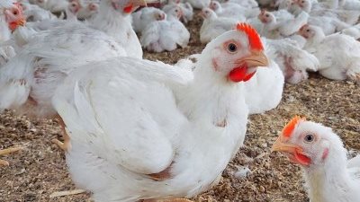 استقرار أسعار الدواجن البيضاء في الأسواق