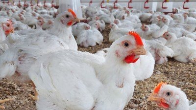 استقرار أسعار الدواجن في الأسواق اليوم