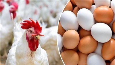 استقرار أسعار الدواجن والبيض في الأسواق اليوم