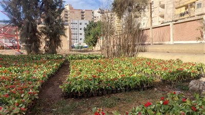 محافظ الغربية يتابع العمل فى مشتل حى ثان طنطا