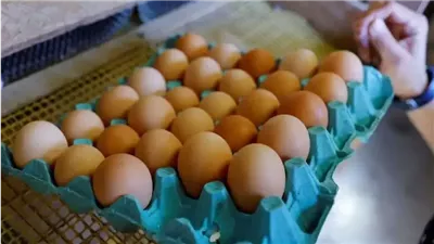 انخفاض سعر كرتونة البيض 15 جنيهًا بالمزرعة