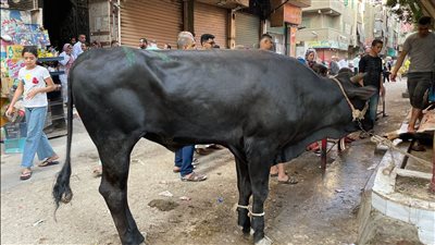 محافظ القاهرة: غرامة تصل لـ10 آلاف جنيه لمن يذبح الأضاحى بالشارع