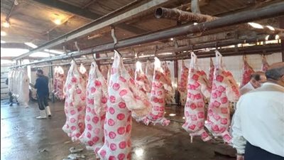 ذبح 467 رأسًا من الماشية في مجازر شمال سيناء