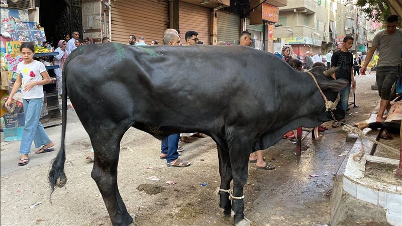 ذبح الأضاحي بالشارع