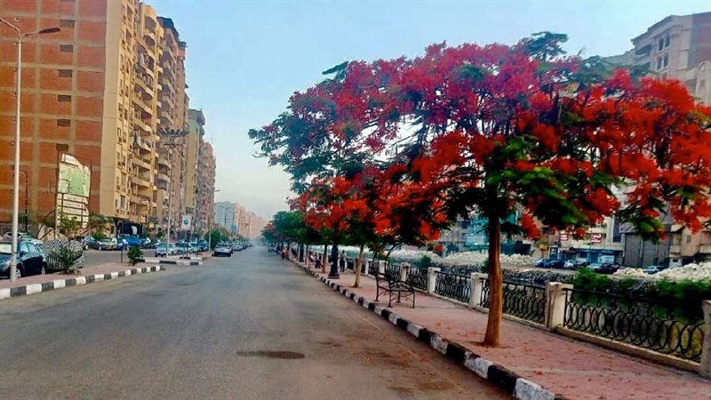 أعمال التجميل وزراعة