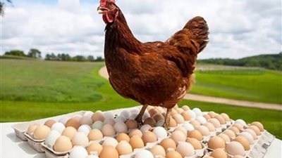 استقرار أسعار الدواجن والبيض في الأسواق 