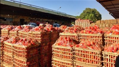 تراجع أسعار الطماطم إلى 22.5 جنيهًا.. تعرف على أسعار الخضار بسوق العبور اليوم الخميس