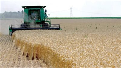 حصاد القمح في مصر.. زيادة الإنتاج وتعزيز مخزون السلع الاستراتيجية