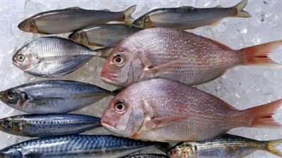 البلطي يسجل 83 جنيهًا..تعفر على أسعار السمك في سوق العبور اليوم