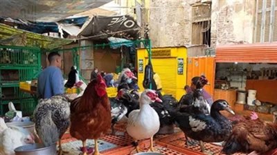 فراخ  